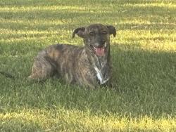 Found/Stray Male Dog last seen Twain and rainbow, Spring Valley, NV 89103