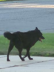 Found/Stray Unknown Dog last seen Woodlawn, Bel Aire, KS 67226