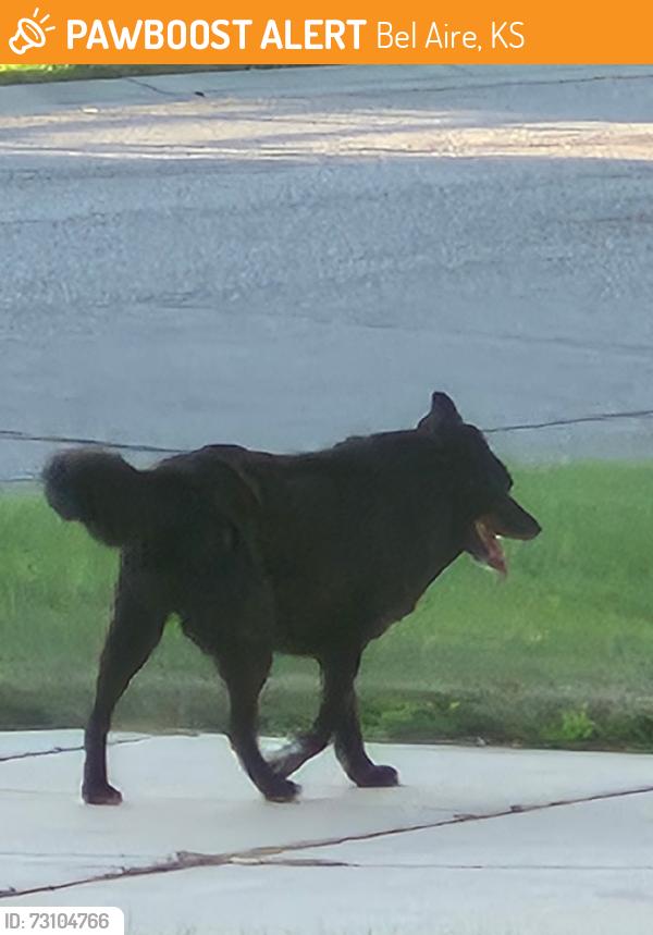 Found/Stray Unknown Dog last seen Woodlawn, Bel Aire, KS 67226