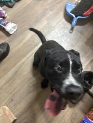 Found/Stray Male Dog last seen Marion Berry parkway, Jonesboro, AR 72467