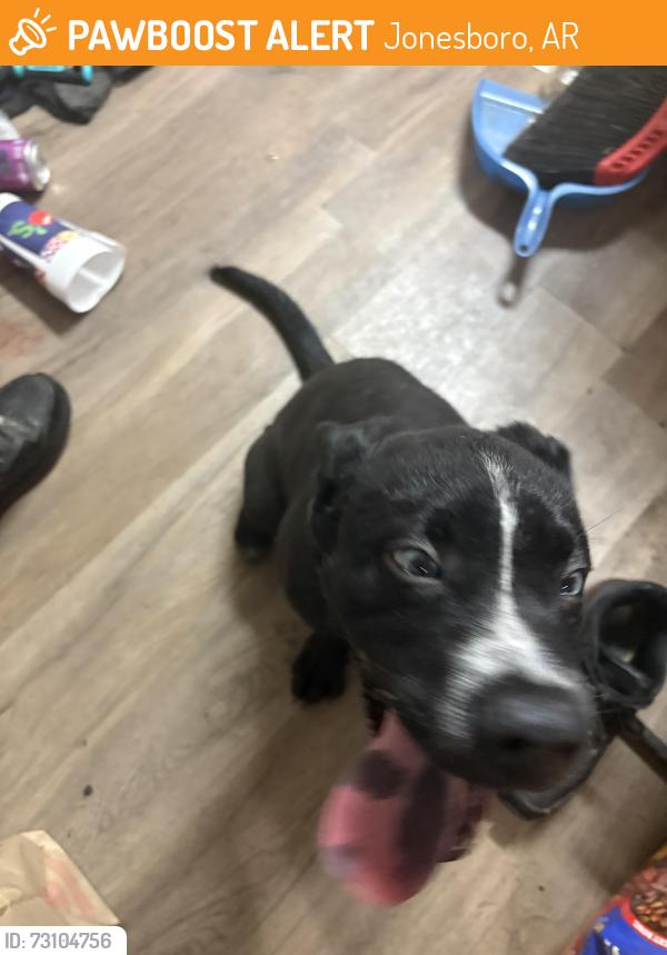 Found/Stray Male Dog last seen Marion Berry parkway, Jonesboro, AR 72467