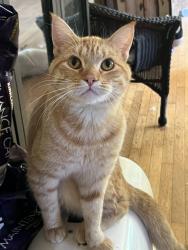 Lost Male Cat last seen Kenwood dr, Spring Valley, CA 91977