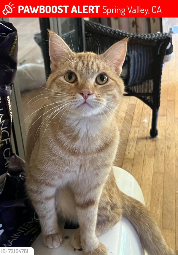 Lost Male Cat last seen Kenwood dr, Spring Valley, CA 91977
