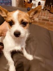 Found/Stray Male Dog last seen Middle Point and Brushy Point, San Antonio, TX 78250