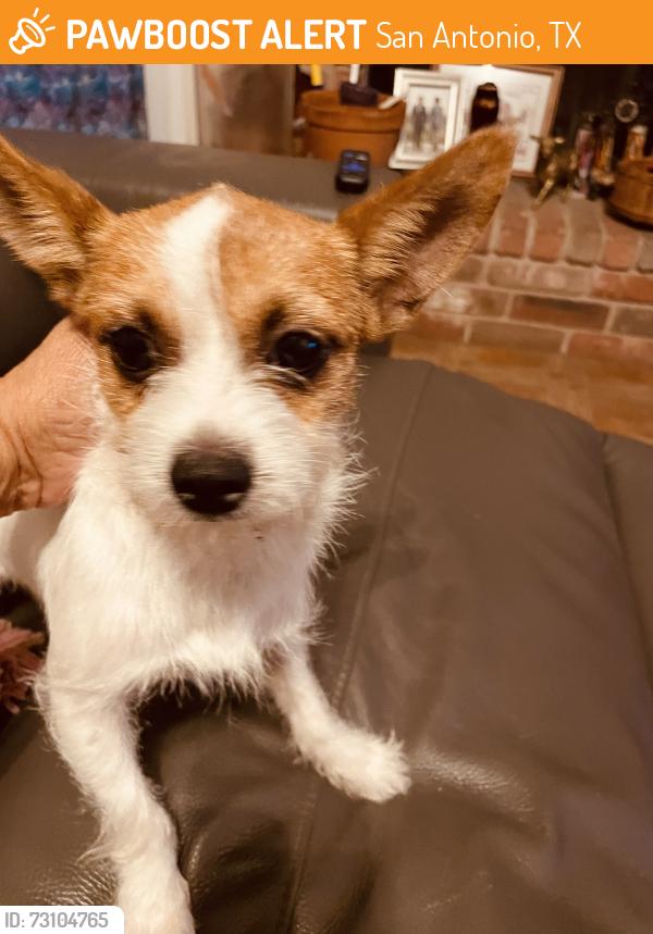 Found/Stray Male Dog last seen Middle Point and Brushy Point, San Antonio, TX 78250