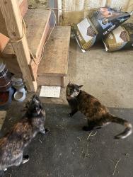 Lost Female Cat last seen Modaff and 80th Street, Naperville Township, IL 60565
