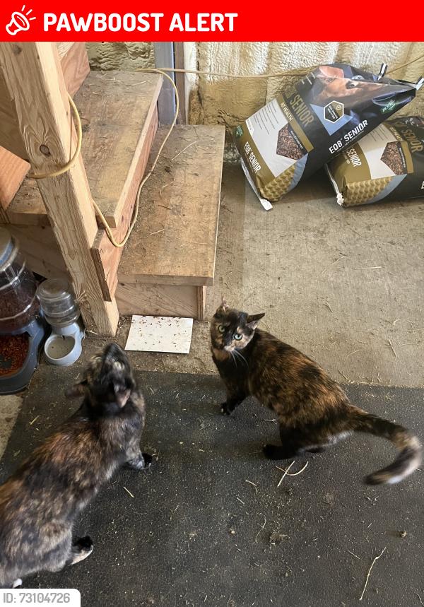 Lost Female Cat last seen Modaff and 80th Street, Naperville Township, IL 60565