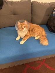 Lost Male Cat last seen Near w Mexico Ave Denver co 80219, Denver, CO 80219
