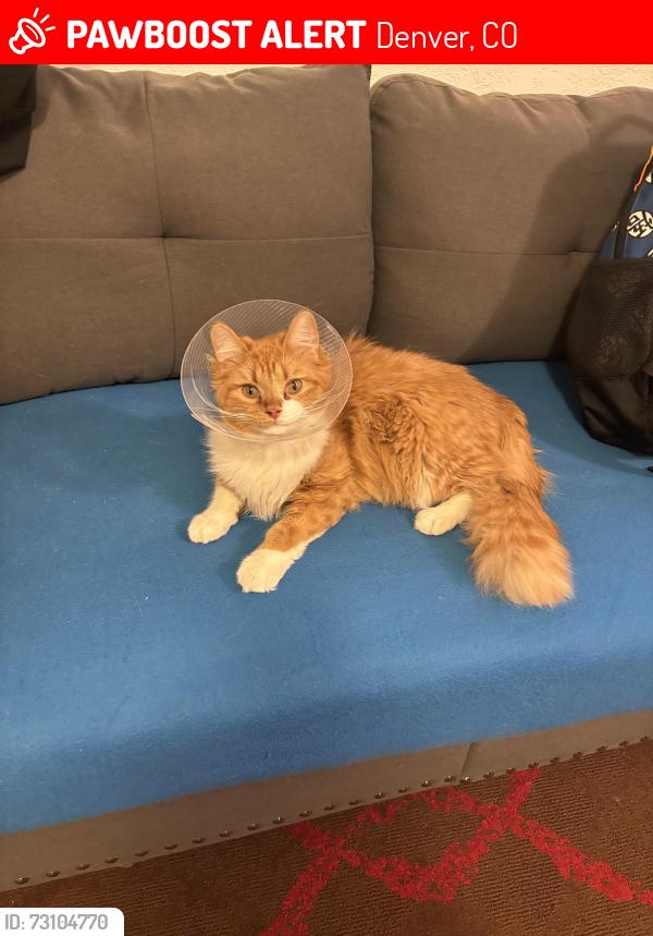 Lost Male Cat last seen Near w Mexico Ave Denver co 80219, Denver, CO 80219