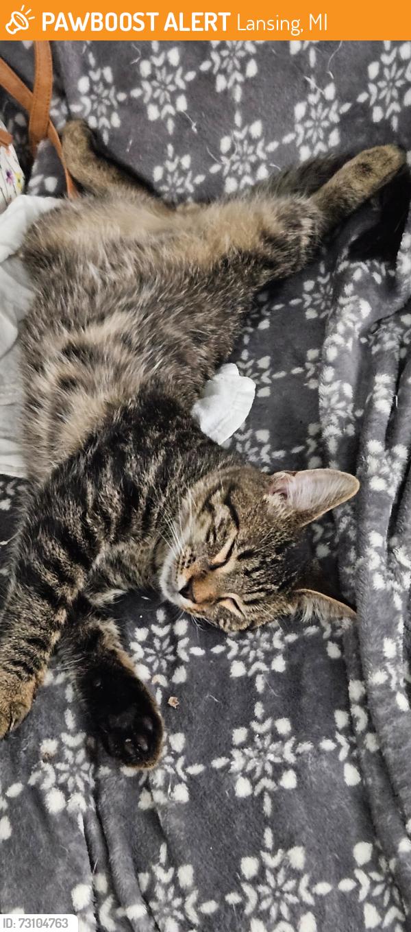 Found/Stray Male Cat last seen Oakland Ave and Pennsylvania Ave, Lansing, MI 48906