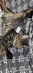 Found/Stray Male Cat last seen Oakland Ave and Pennsylvania Ave, Lansing, MI 48906