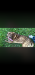 Found/Stray Male Dog last seen Neighborhood near Selma, Muncie, IN 47303