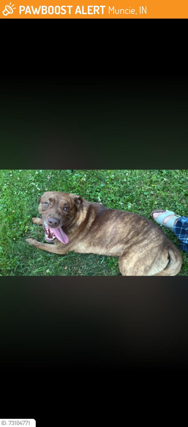 Found/Stray Male Dog last seen Neighborhood near Selma, Muncie, IN 47303