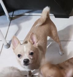 Reunited Male Dog last seen General Krueger and Winewood, San Antonio, TX 78213