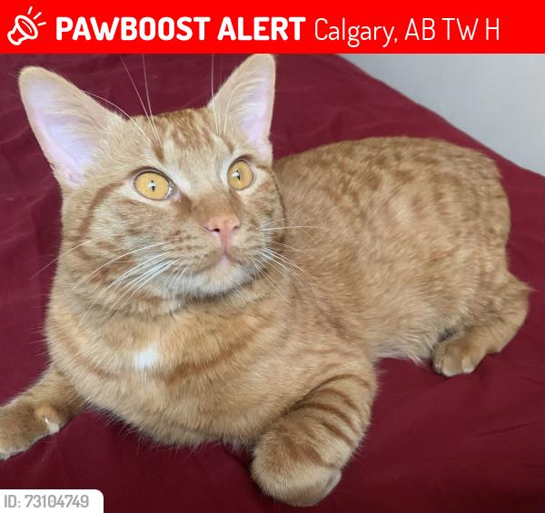 Lost Male Cat last seen Southamptons green SW, Calgary, AB T2W 0H4