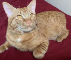 Lost Male Cat last seen Southamptons green SW, Calgary, AB T2W 0H4