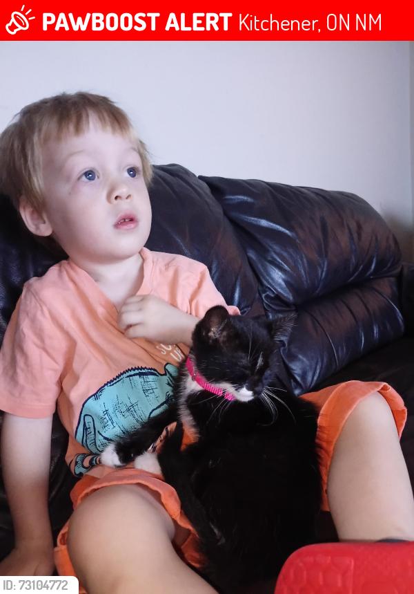 Lost Female Cat last seen Starling ave, Kitchener, ON N2M