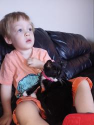 Lost Female Cat last seen Starling ave, Kitchener, ON N2M