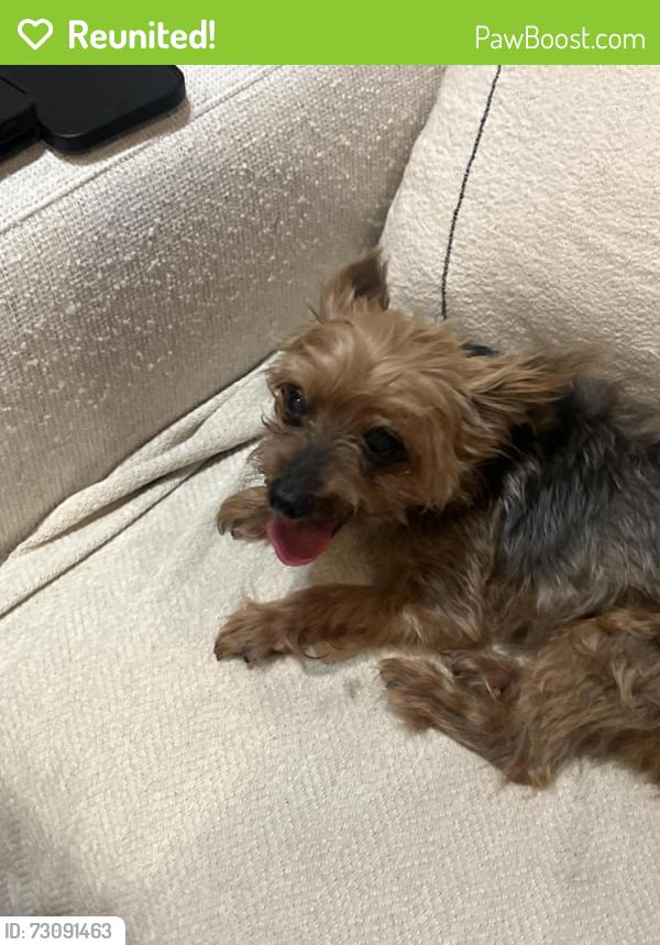 Reunited Female Dog last seen Villagrande ave  s, St. Petersburg, FL 33707