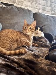 Lost Male Cat last seen 98ave , Surrey, BC V3R 8W4