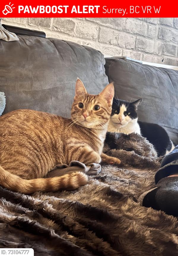 Lost Male Cat last seen 98ave , Surrey, BC V3R 8W4