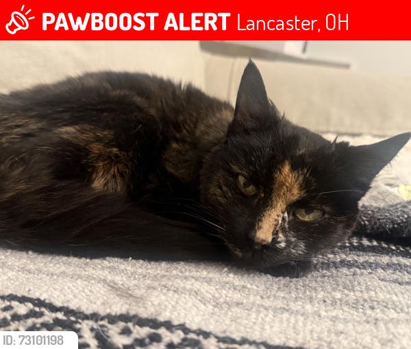 Lost Female Cat last seen Kathryn Drive, Lancaster, OH 43130