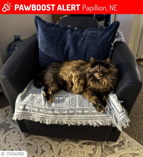 Lost Female Cat last seen 84th & E Olson & Schram, Papillion, NE 68046