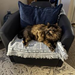 Lost Female Cat last seen 84th & E Olson & Schram, Papillion, NE 68046
