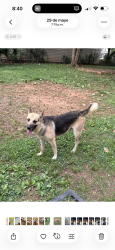 Reunited Male Dog last seen Near poplar springs Dr, Charlotte, NC 28269