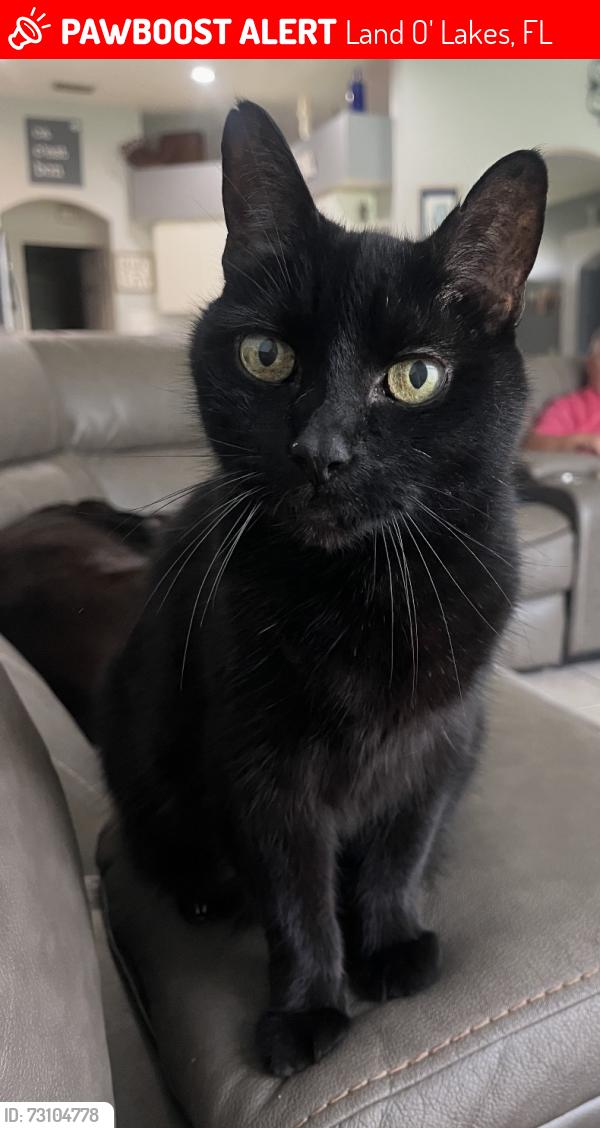 Lost Female Cat last seen Sable Ridge Neighborhoods, Land O' Lakes, FL 34639