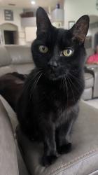Lost Female Cat last seen Sable Ridge Neighborhoods, Land O' Lakes, FL 34639