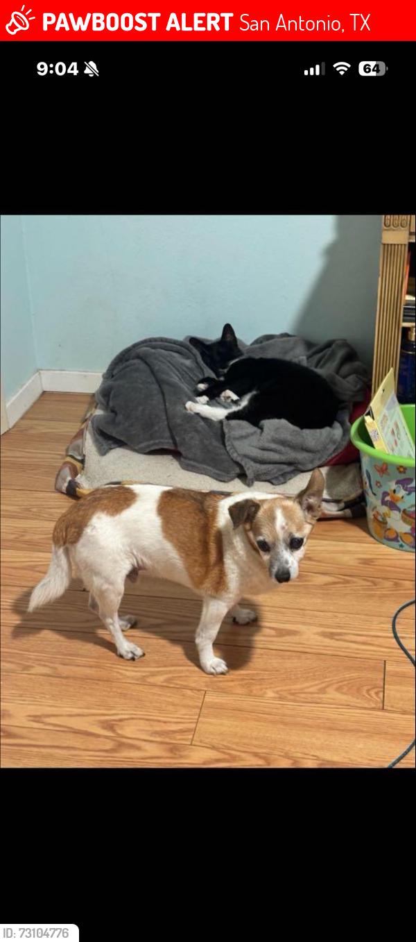 Lost Male Dog last seen Northern hills, San Antonio, TX 78217