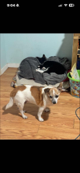 Lost Male Dog last seen Northern hills, San Antonio, TX 78217