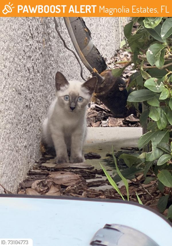 Found/Stray Unknown Cat last seen Perrine ranch road , Magnolia Estates, FL 34655