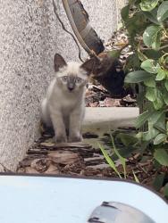 Found/Stray Unknown Cat last seen Perrine ranch road , Magnolia Estates, FL 34655