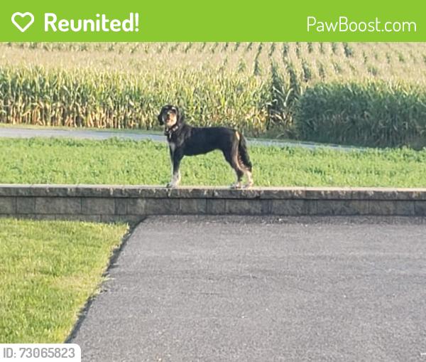 Reunited Female Dog last seen Sandmine Road New Holland, Lancaster County, PA 17557