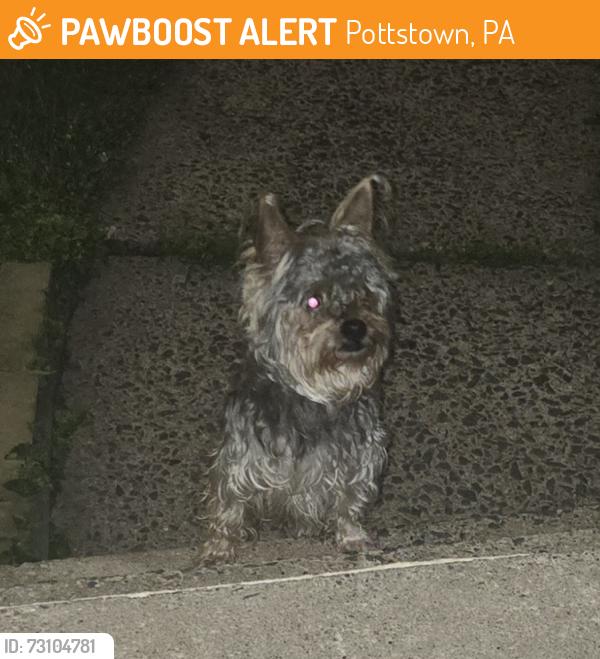 Found/Stray Unknown Dog last seen Between Master St, N Warren and Mervine, Pottstown, PA 19464