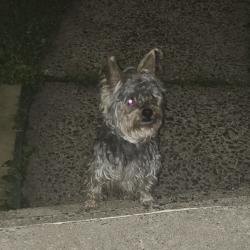 Found/Stray Unknown Dog last seen Between Master St, N Warren and Mervine, Pottstown, PA 19464