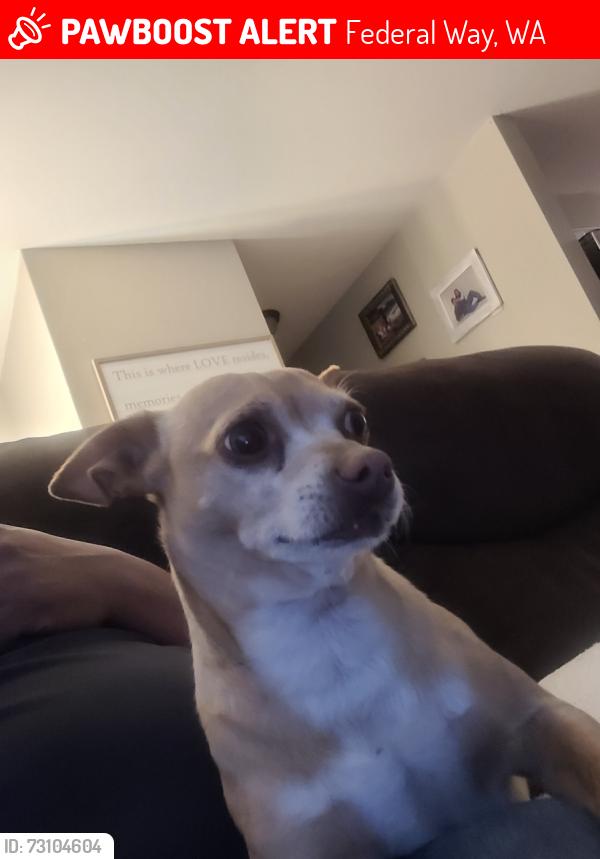 Lost Male Dog last seen Near sw 353rd st Federal way, Federal Way, WA 98023