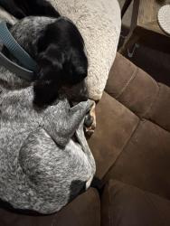 Lost Male Dog last seen County road 3704, Athens, TX 75778