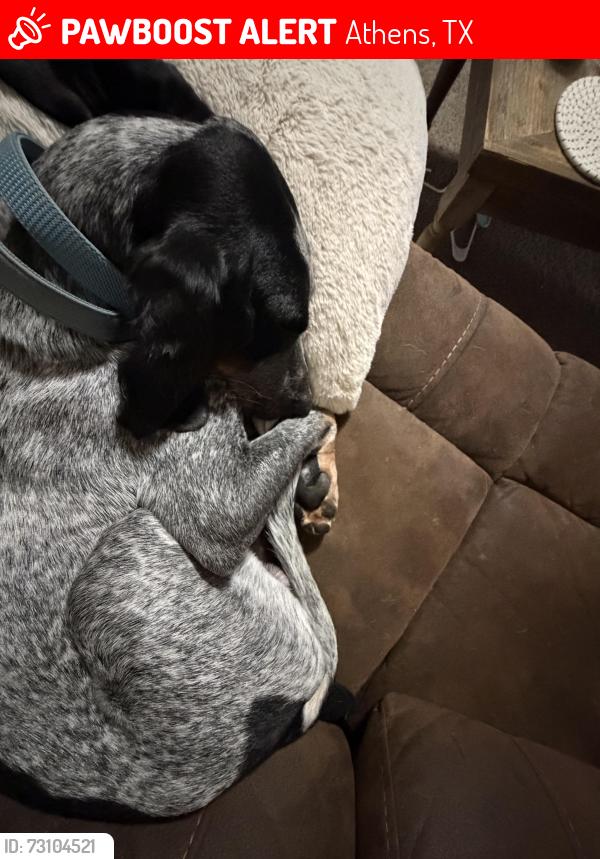 Lost Male Dog last seen County road 3704, Athens, TX 75778