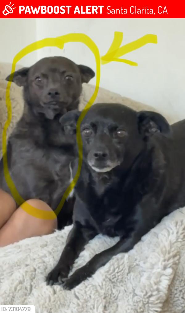 Lost Male Dog last seen Pamplico and Seco Cyn, Santa Clarita, CA 91354