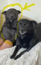 Lost Male Dog last seen Pamplico and Seco Cyn, Santa Clarita, CA 91354