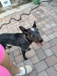 Found/Stray Male Dog last seen Montebello Ave, Glendale, AZ 85301