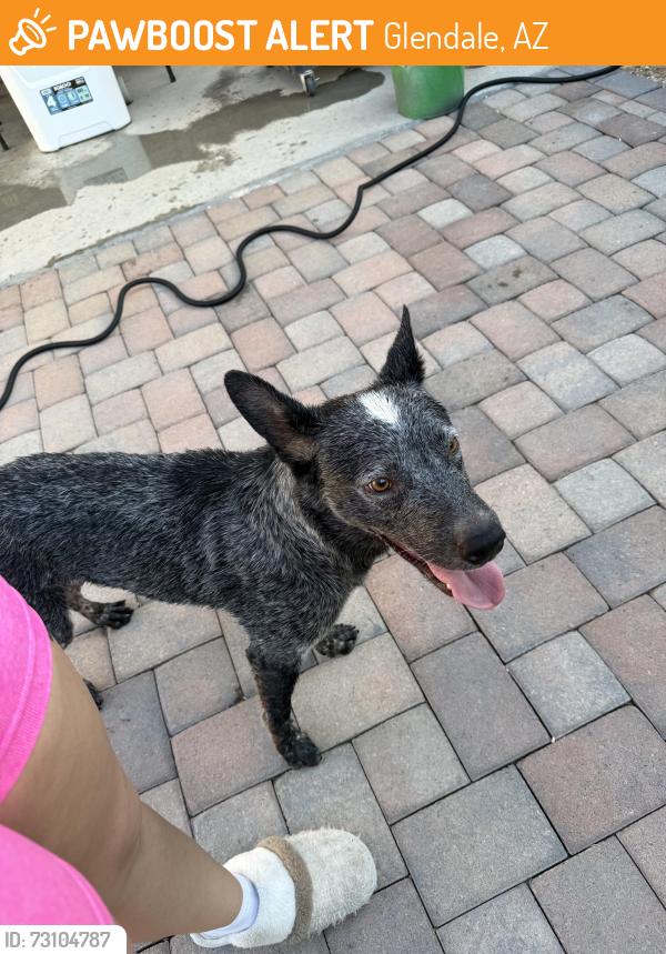 Found/Stray Male Dog last seen Montebello Ave, Glendale, AZ 85301