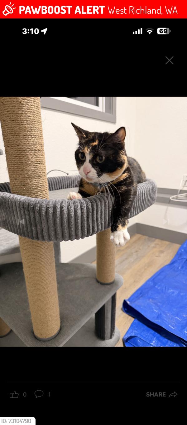 Lost Female Cat last seen Chukar ct and blue heron blvd, West Richland, WA 99353