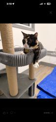 Lost Female Cat last seen Chukar ct and blue heron blvd, West Richland, WA 99353