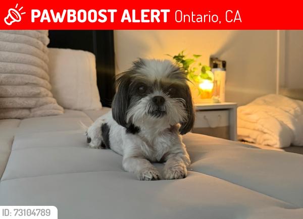 Lost Female Dog last seen 6th & Corona ONTARIO CA, Ontario, CA 91764