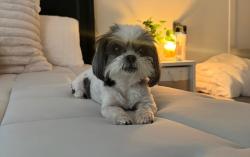 Lost Female Dog last seen 6th & Corona ONTARIO CA, Ontario, CA 91764