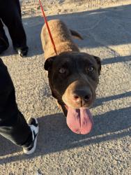 Found/Stray Male Dog last seen 10th & sultana, Hesperia, CA 92340